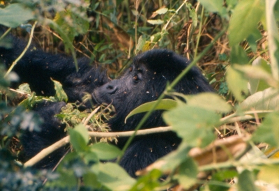 Berggorilla im Virunga Nationalpark Kongo (Ad Meskens)  CC BY-SA 
Informations sur les licences disponibles sous 'Preuve des sources d'images'